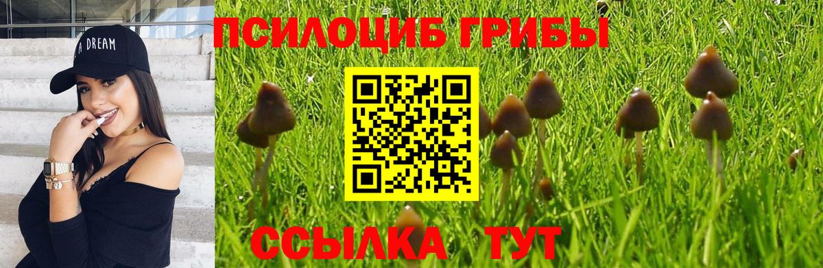 Галлюциногенные грибы Psilocybe  Вход с VPN  Ржев 